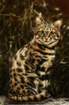 a striped cat sitting on top of a rock