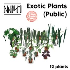 an image of exotic plants in pots for the game nim nn m d