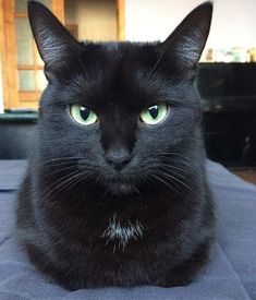 a black cat with green eyes sitting on a bed