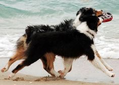 a black and white dog playing with a frisbee at the ocean's edge