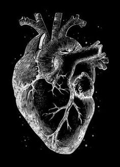 a black and white drawing of a human heart