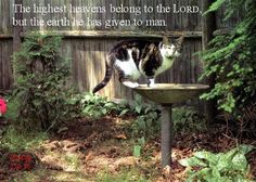 a cat sitting on top of a birdbath in the middle of a garden