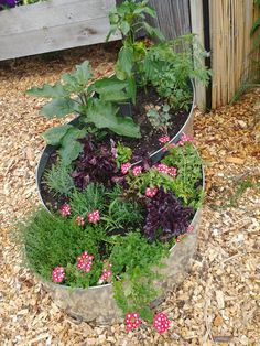 a garden filled with lots of different types of plants