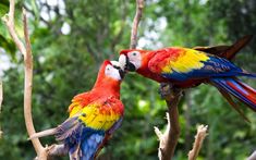 two colorful parrots sitting on top of tree branches next to each other in the forest