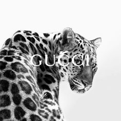 a black and white photo of a leopard with the word gucci in front of it