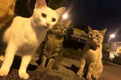 two cats standing next to each other on the street