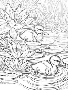 two ducks floating in the water near lily pads