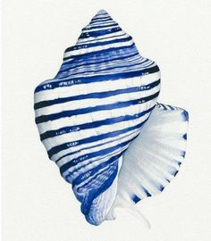 a blue and white sea shell with stripes on it's back side, against a white background