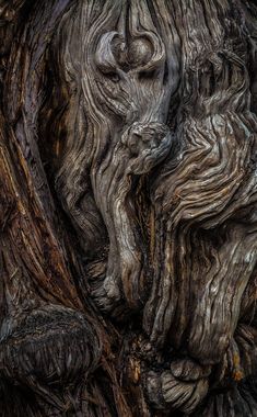 an old tree with very large, twisted branches