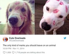 two dogs with pink paint on their faces