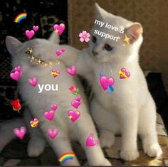 two white cats sitting next to each other with hearts and stars on the wall behind them