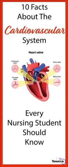 an image of the heart with text that says, 10 fact about the cardiovascular system every nursing student should know