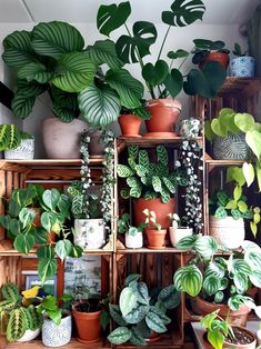 many houseplants are arranged on wooden shelves