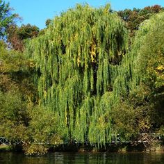 a large willow tree in the middle of a lake