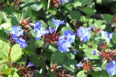 some blue flowers and green leaves in the sun