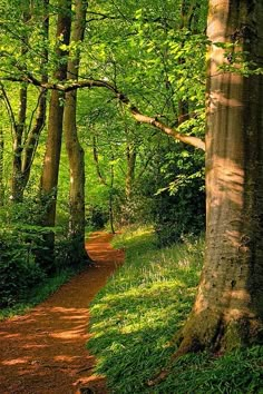 a path in the middle of a forest with lots of trees and grass on both sides