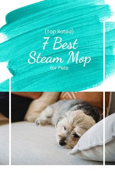 a small dog laying on top of a bed with the words top rated i best steam map for pets