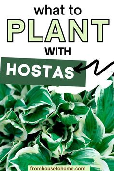 green plants with the words what to plant with hostas