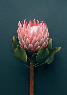 a pink flower with green leaves on a dark blue background is seen from the top down