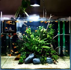 an aquarium with plants and rocks in it