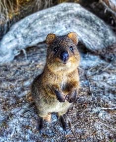 a small animal standing on its hind legs in front of a rock and grass area