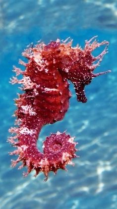 a sea horse is swimming in the water