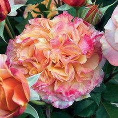 an orange and pink flower with green leaves