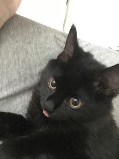 a black cat laying on top of a person's lap with its tongue hanging out