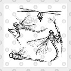 some drawings of three different types of dragonflies and one is flying through the air