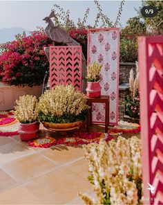 there are many potted plants and flowers on the ground in front of each other