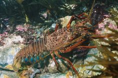 a large lobster sitting on top of a rock