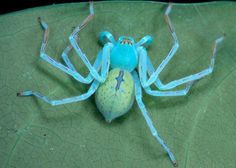 a blue spider sitting on top of a green leaf