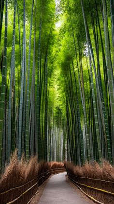 an image of a pathway that is surrounded by bamboo trees