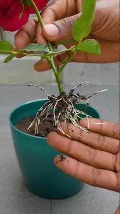 a person is holding out their hand with a flower in the pot on the ground