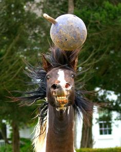 a horse with its head on top of a ball