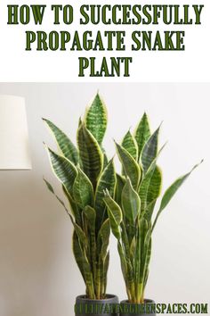 two potted plants with the words how to successfully propagate snake plant on top