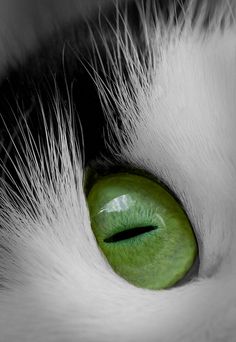 a cat's green eye is seen in this black and white photo