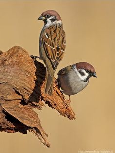 Sparrow Bird, Australian Birds, Airbrush Art, Bird Pictures, Colorful Birds