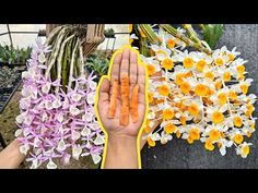 two hands are holding flowers in front of the camera and another hand is reaching out to touch them