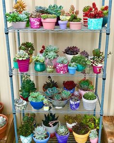 a shelf filled with potted plants on top of wooden floor next to a wall