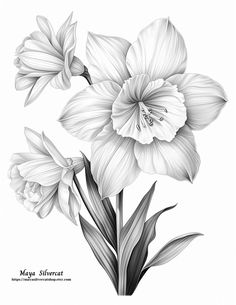 black and white flowers on a white background