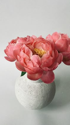 two pink flowers are in a white vase