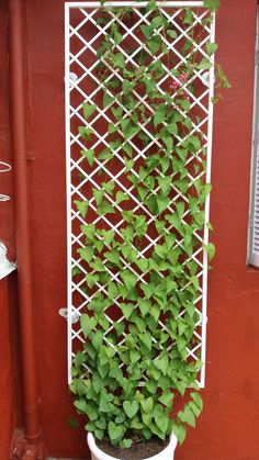 a potted plant with green leaves growing out of it next to a red wall