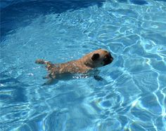 a dog swimming in a pool with clear blue water