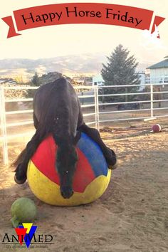 a horse is playing with a large ball