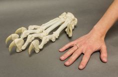 a person's hand next to the bones of a human skeleton on a gray surface