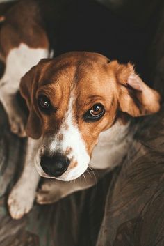 a brown and white dog sitting on top of a couch