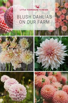 pink dahlias on our farm with the words, little farmhouse flowers blush dahlias on our farm