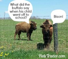 two brown cows standing next to each other behind a fence with speech bubbles above them