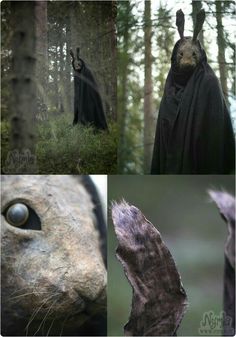 four different pictures of animals in the woods and one has an animal's face